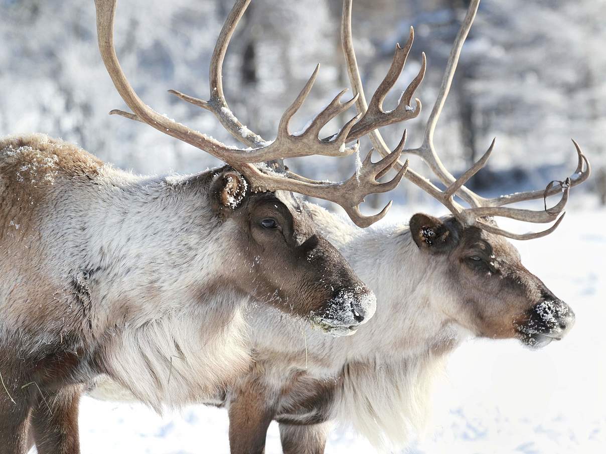 Rentiere © iStock / Getty Images