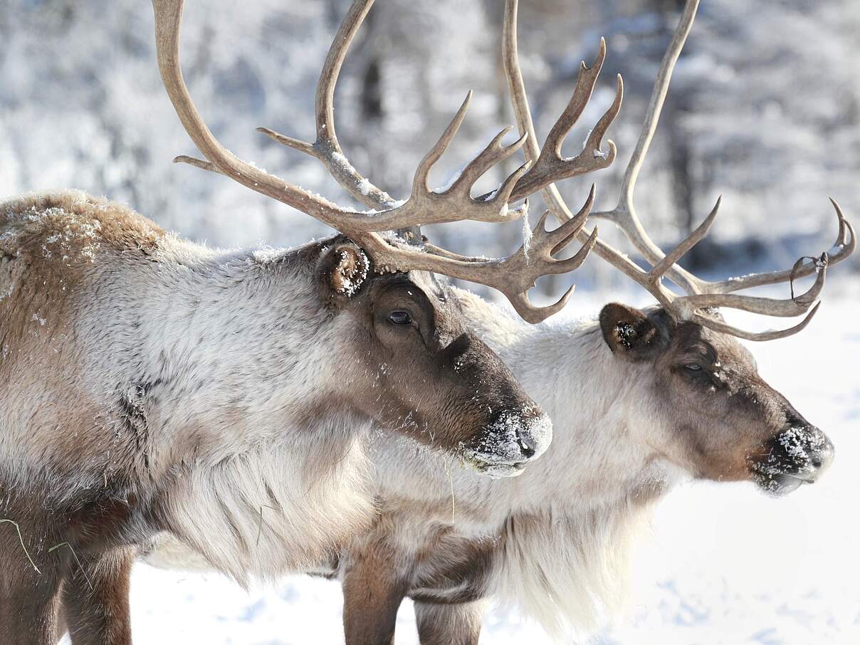 Rentiere © iStock / Getty Images