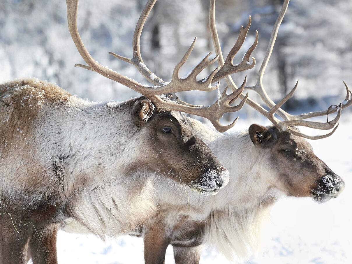 Rentiere © iStock / Getty Images
