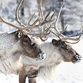 Rentiere © iStock / Getty Images