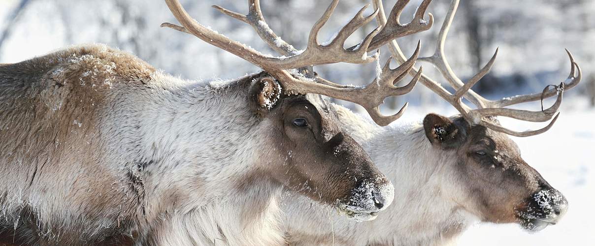 Rentiere © iStock / Getty Images