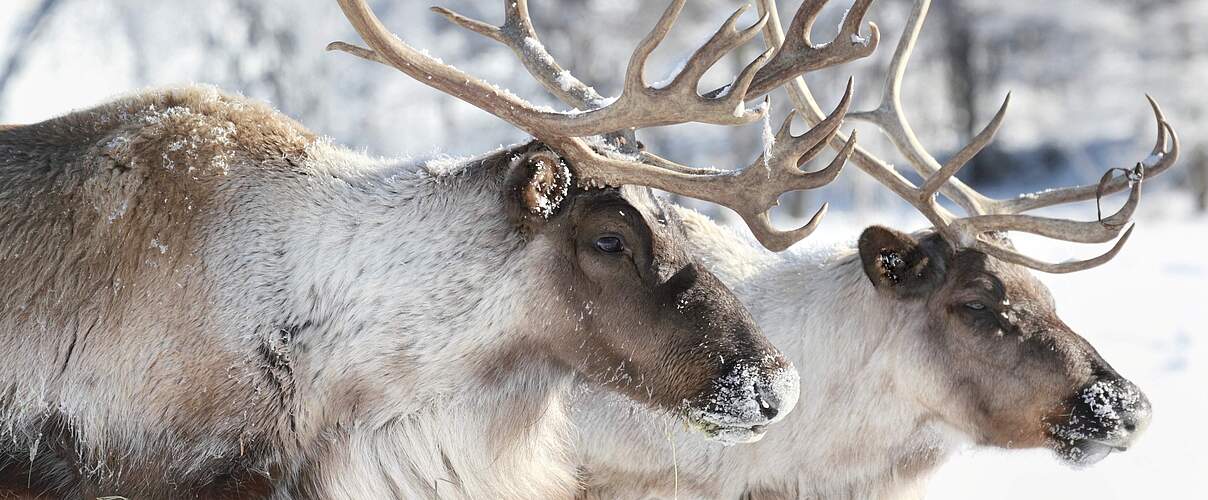 Rentiere © iStock / Getty Images