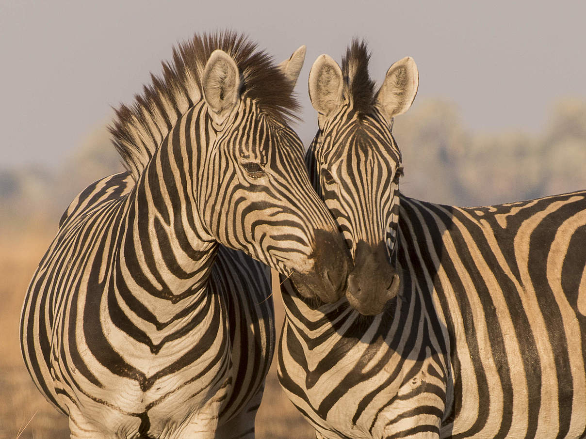 Zebras © Patrick Bentley / WWF US
