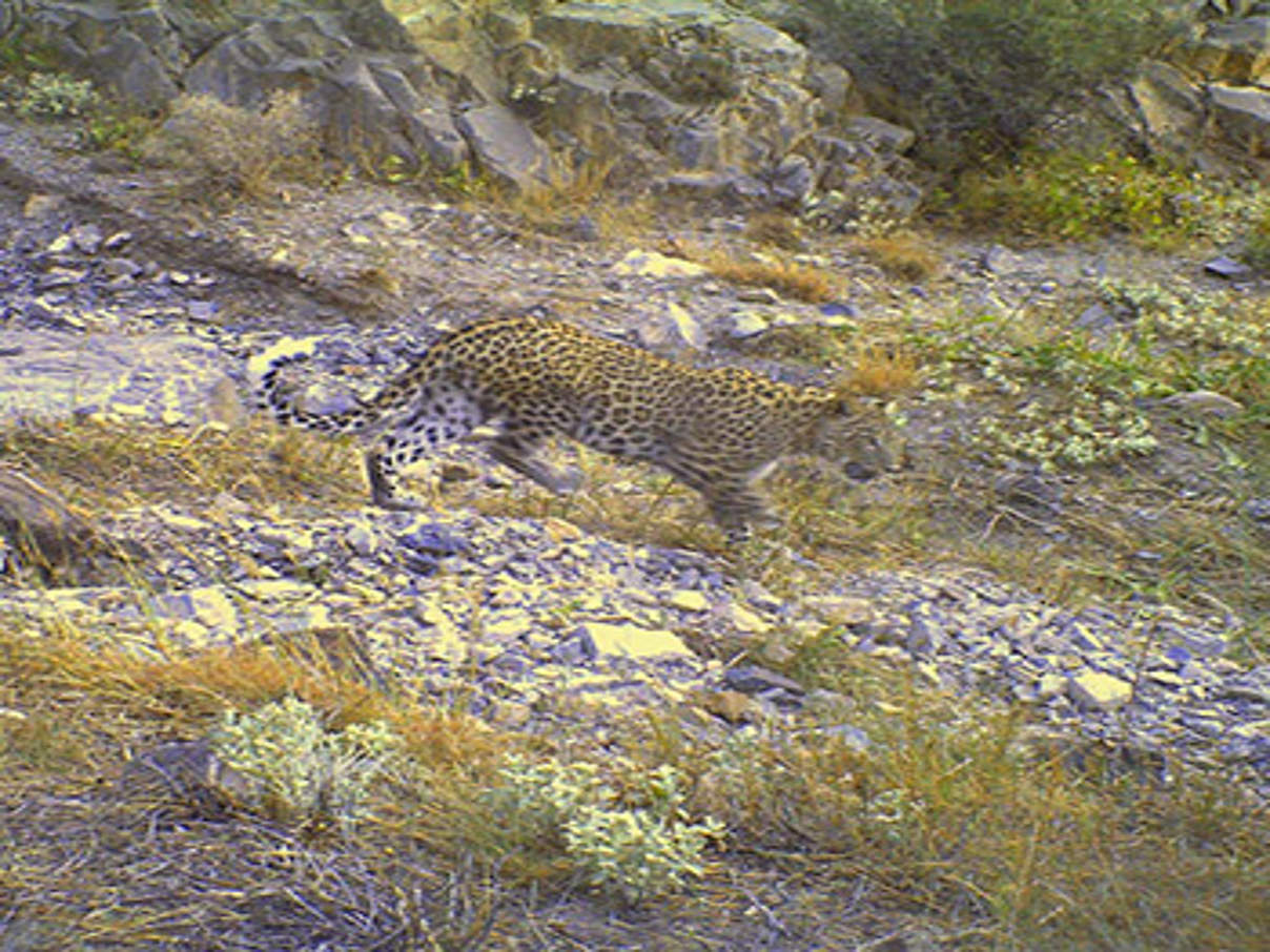 Kaukasus-Leopard. © WWF