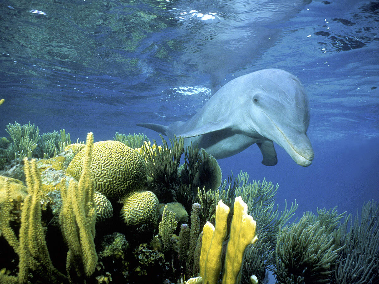 Delfin in Belize © Doug Perrine / naturepl.com / WWF