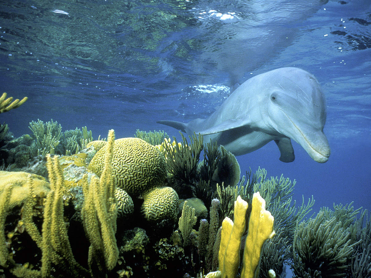 Delfin in Belize © Doug Perrine / naturepl.com / WWF