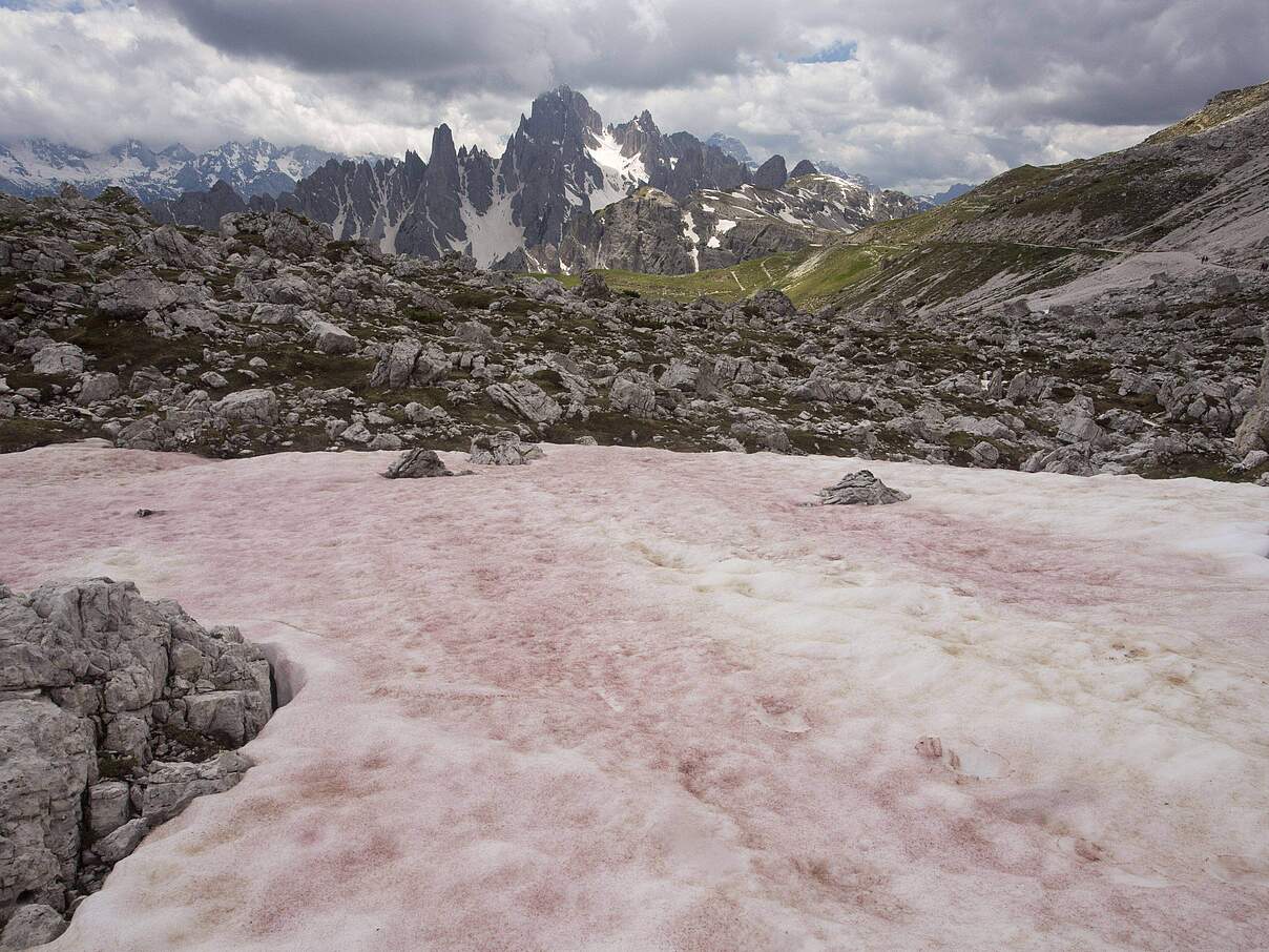 Roter Schnee oder Wassermelonenschnee , verursacht durch Flagellaten-Alge (Chlamydomonas nivalis), Drei Zinnen, Dolomit