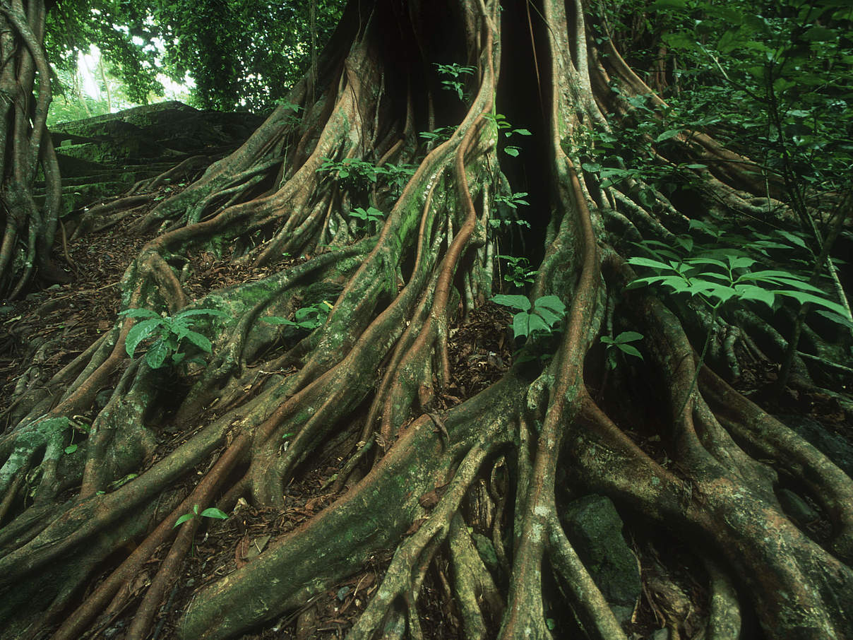 Feigenbaum im Regenwald, Kamerun © Martin Harvey / WWF