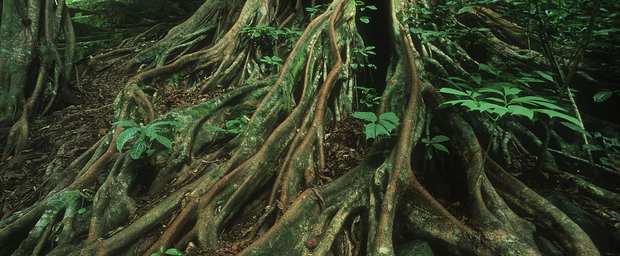 Feigenbaum im Regenwald, Kamerun © Martin Harvey / WWF
