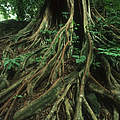 Feigenbaum im Regenwald, Kamerun © Martin Harvey / WWF