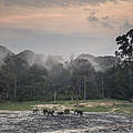 Waldelefanten auf der Dzanga Bai © Andy Isaacson / WWF-US