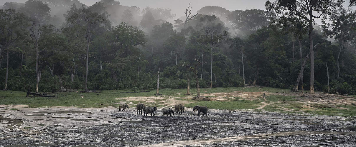 Waldelefanten auf der Dzanga Bai © Andy Isaacson / WWF-US