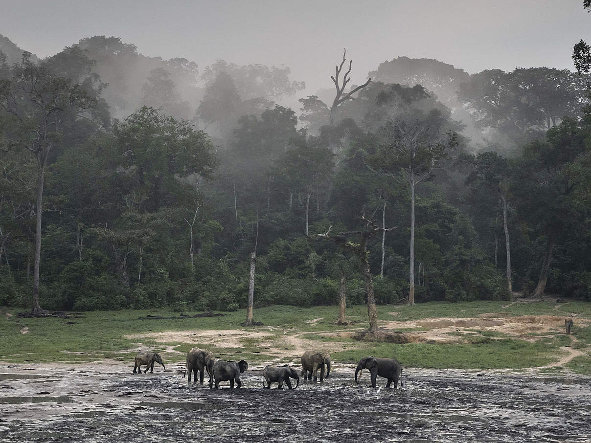 Waldelefanten auf der Dzanga Bai © Andy Isaacson / WWF-US