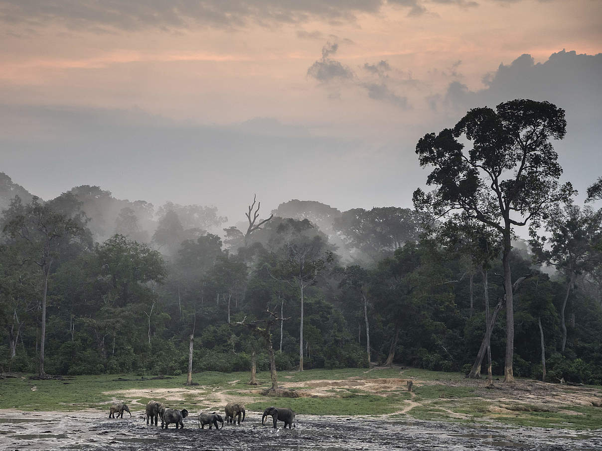 Waldelefanten auf der Dzanga Bai © Andy Isaacson / WWF-US