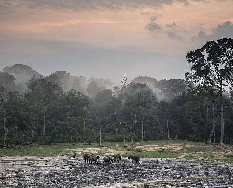 Waldelefanten auf der Dzanga Bai © Andy Isaacson / WWF-US