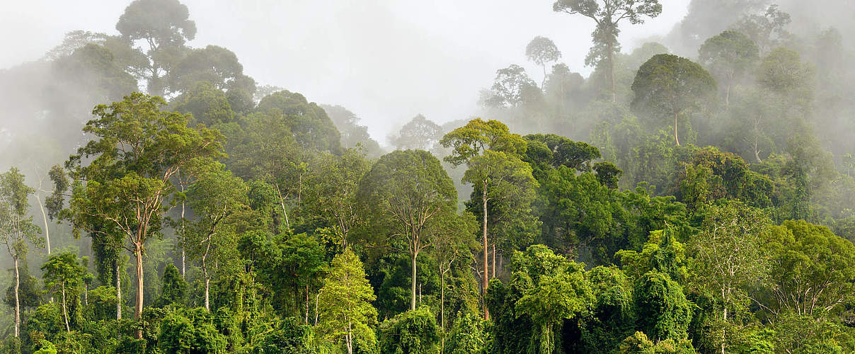 Regenwald © Ramdan Nain / iStock / Getty Images