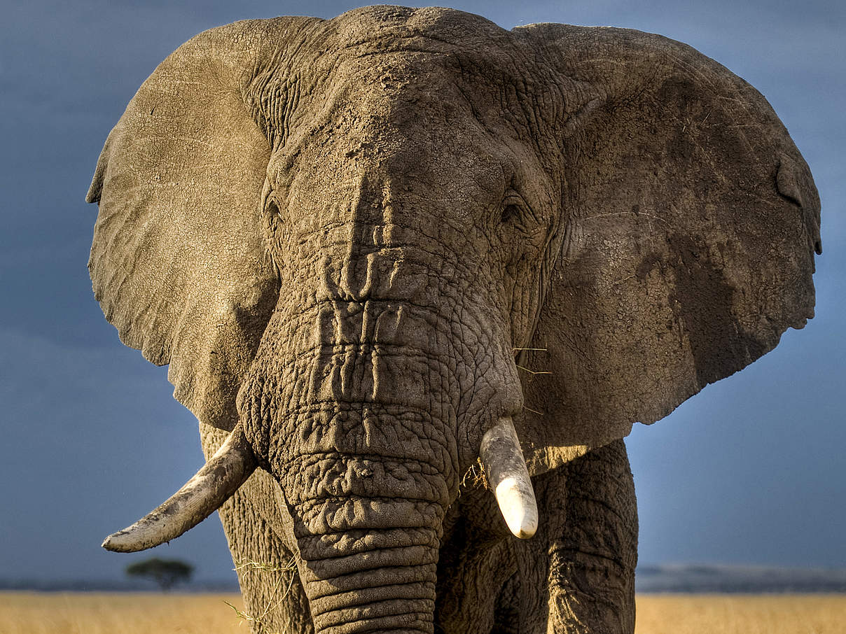 Afrikanischer Elefant in Kenia © naturepl.com / Andy Rouse / WWF-Canon