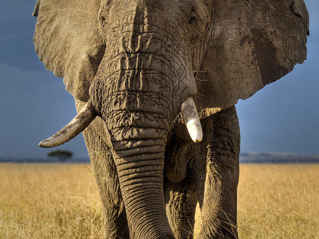 Afrikanischer Elefant in Kenia © naturepl.com / Andy Rouse / WWF-Canon