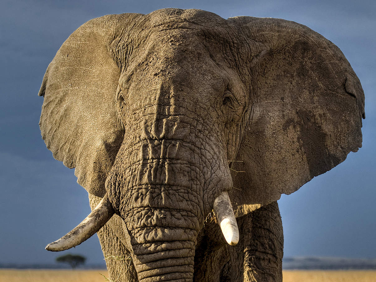 Afrikanischer Elefant in Kenia © naturepl.com / Andy Rouse / WWF-Canon