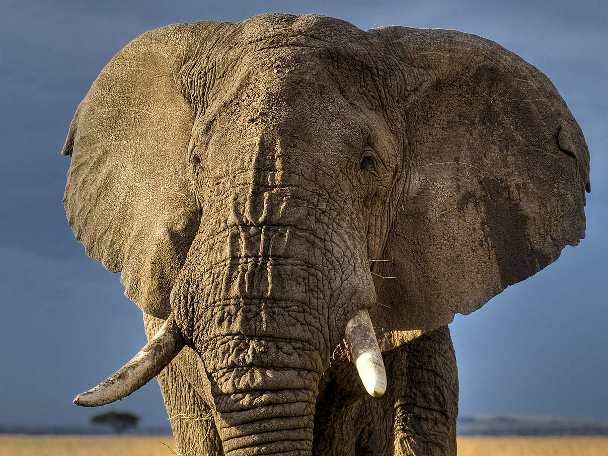 Afrikanischer Elefant in Kenia © naturepl.com / Andy Rouse / WWF-Canon Afrikanischer Elefant in Kenia © naturepl.com / Andy Rouse / WWF-Canon