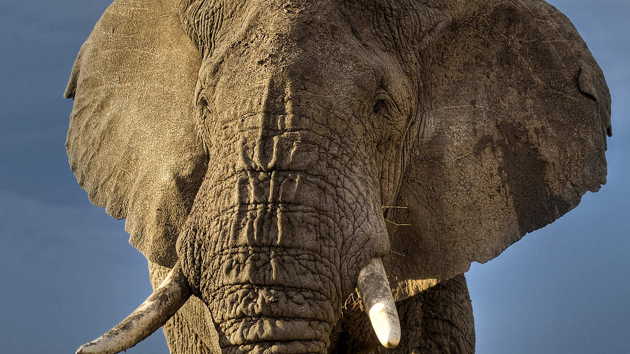 Afrikanischer Elefant in Kenia © naturepl.com / Andy Rouse / WWF-Canon