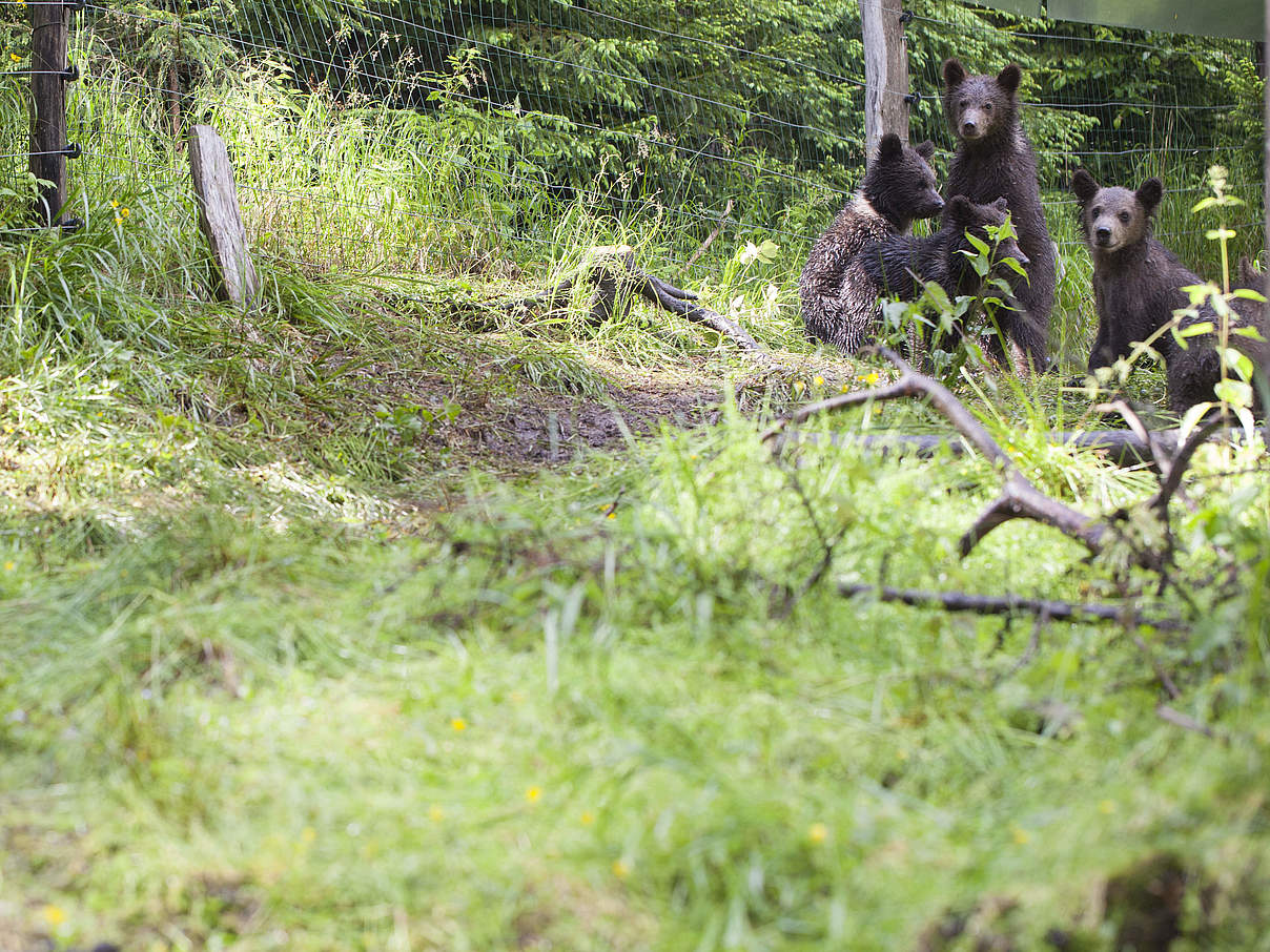 Neue Bären-Waisen im Gehege © WWF Rumänien