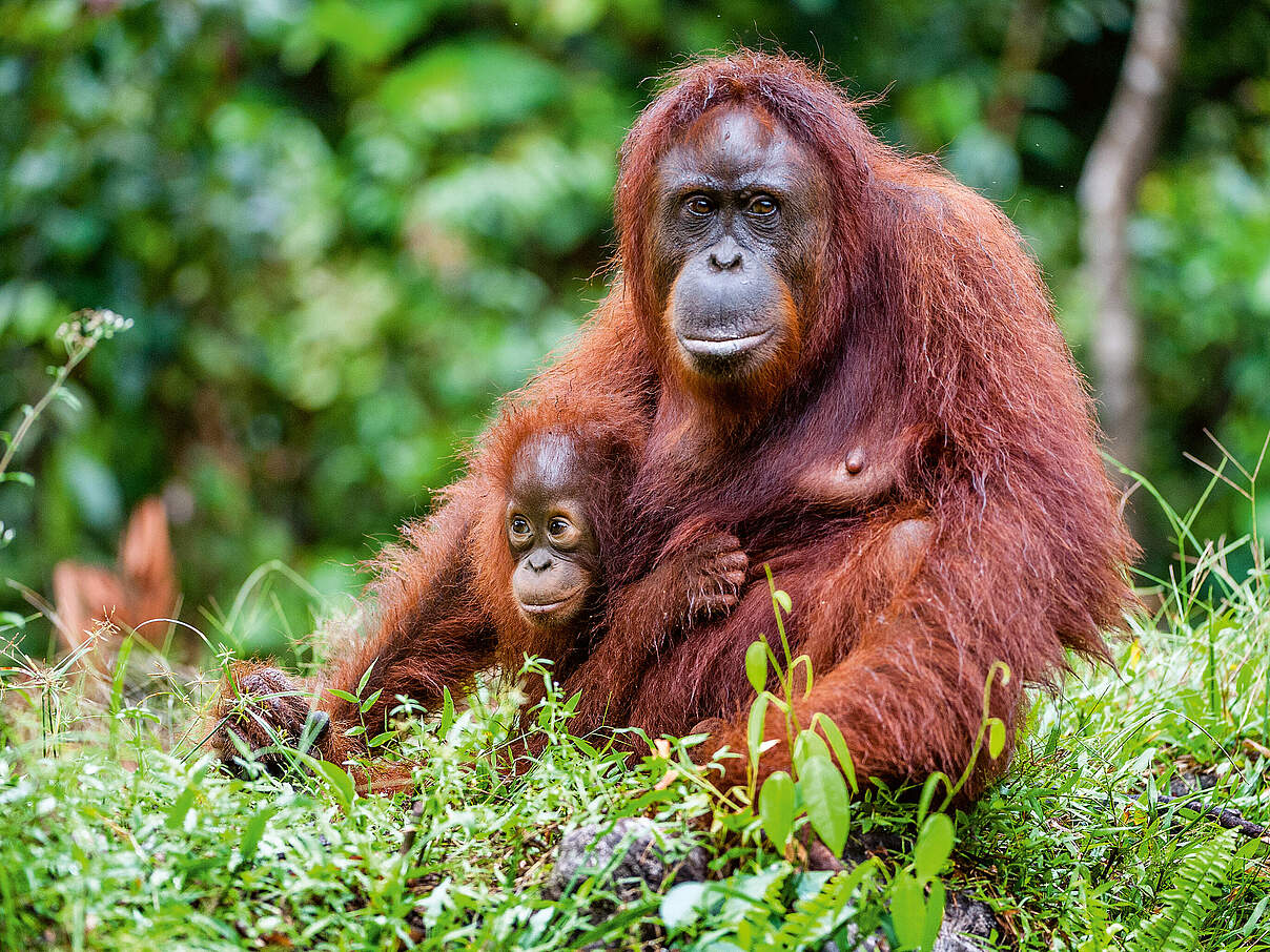 Borneo-Orang-Utan mit Jungtier