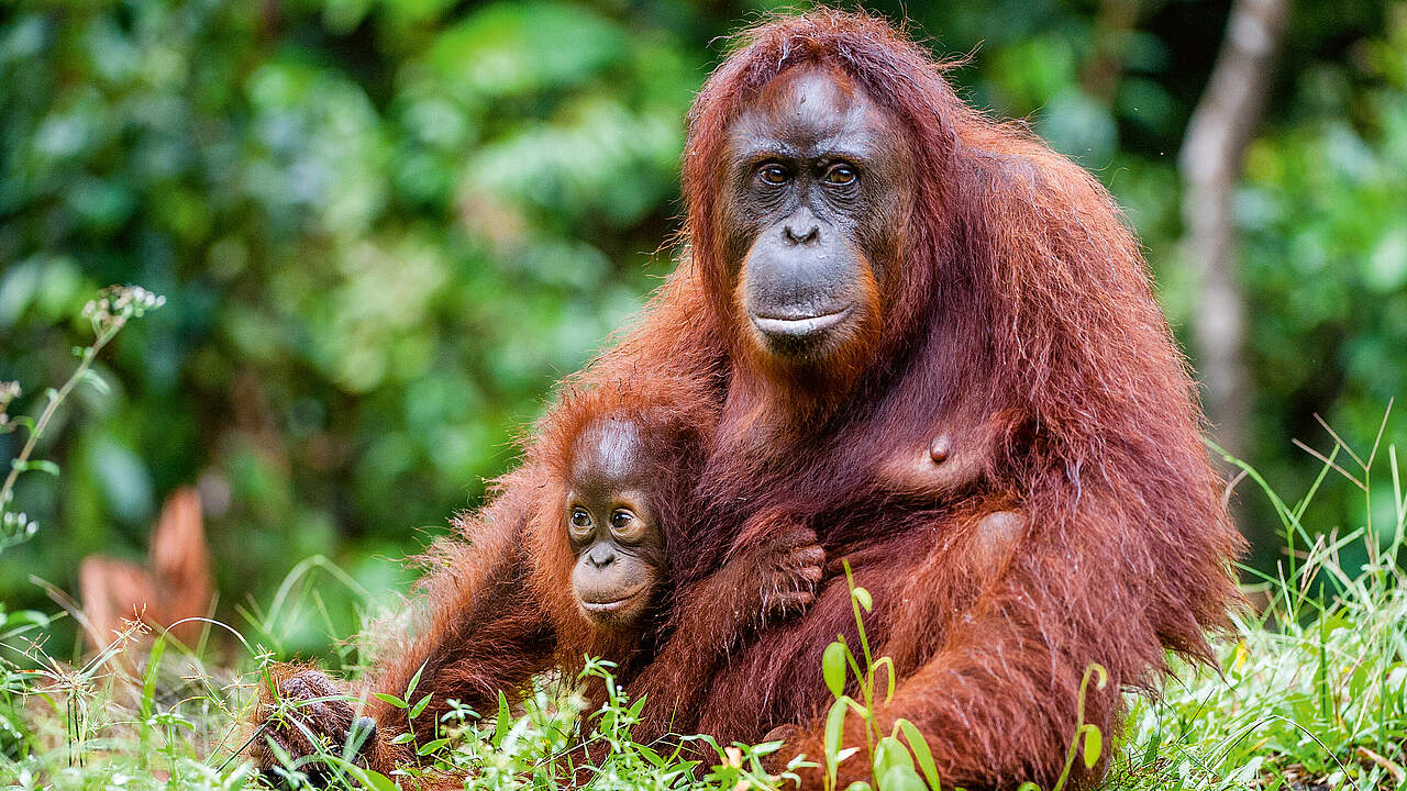 Borneo-Orang-Utan mit Jungtier