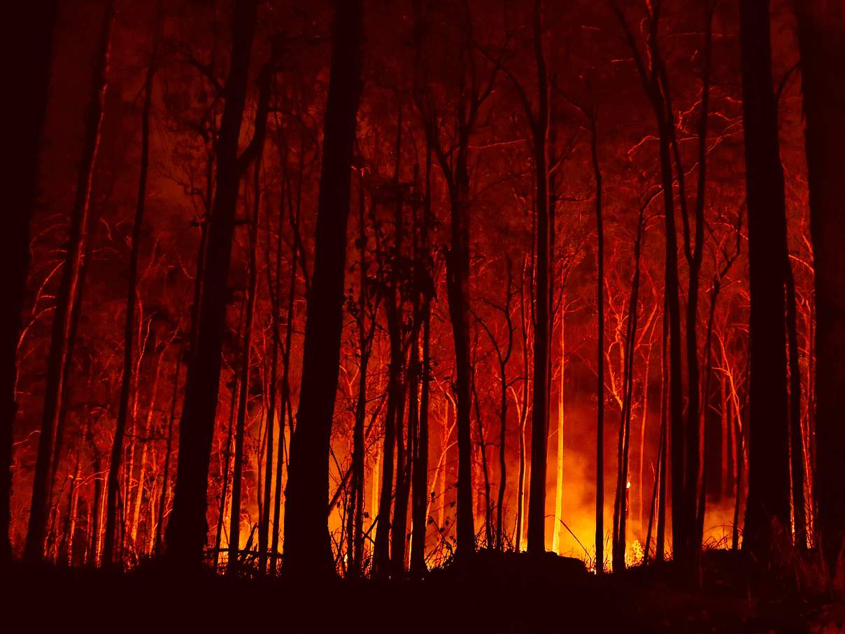 Buschfeuer in Australien © Adam Dederer