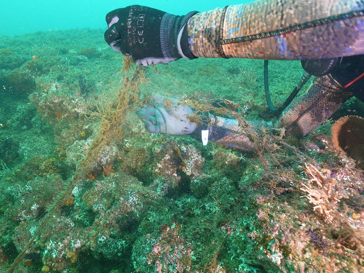 Netzentfernung per Hand © WWF Mexiko