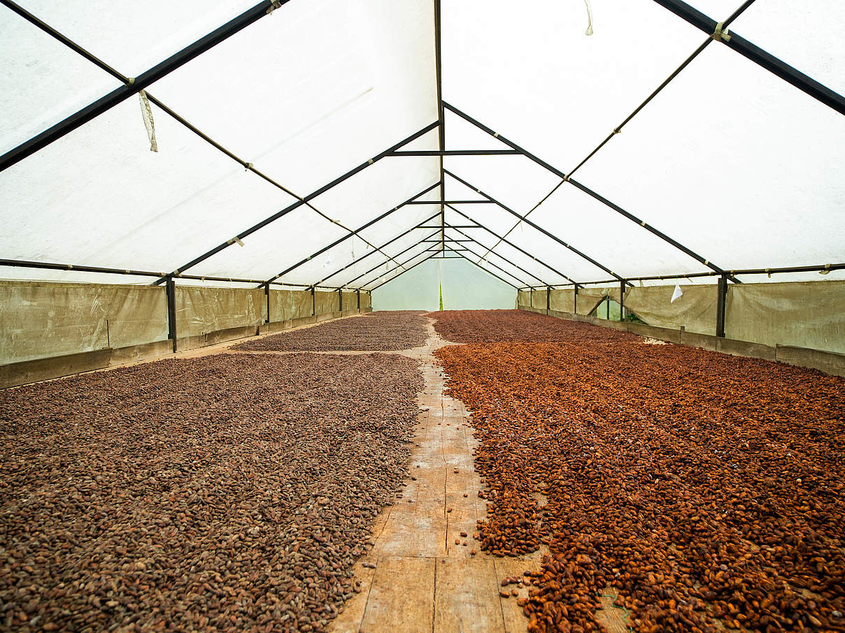Kakao-Samen werden getrocknet © Gabriel Vanerio / WWF Ecuador