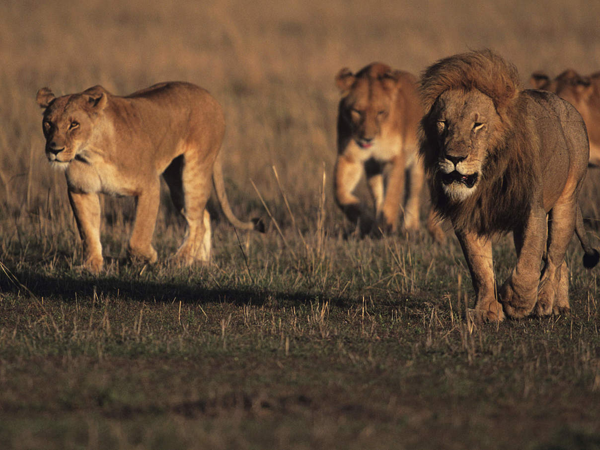Löwenrudel © iStock / GettyImages