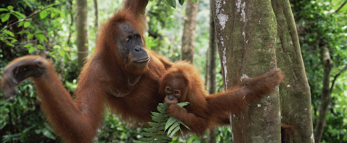 Orang-Utans in ihrer natürlichen Umgebung © naturepl.com / Anup Shah / WWF