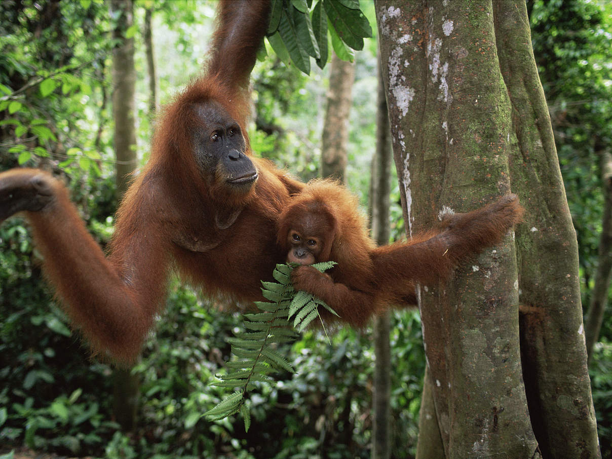 Orang-Utans in ihrer natürlichen Umgebung © naturepl.com / Anup Shah / WWF