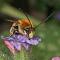 Langhornbiene © Hans Juergen Martin