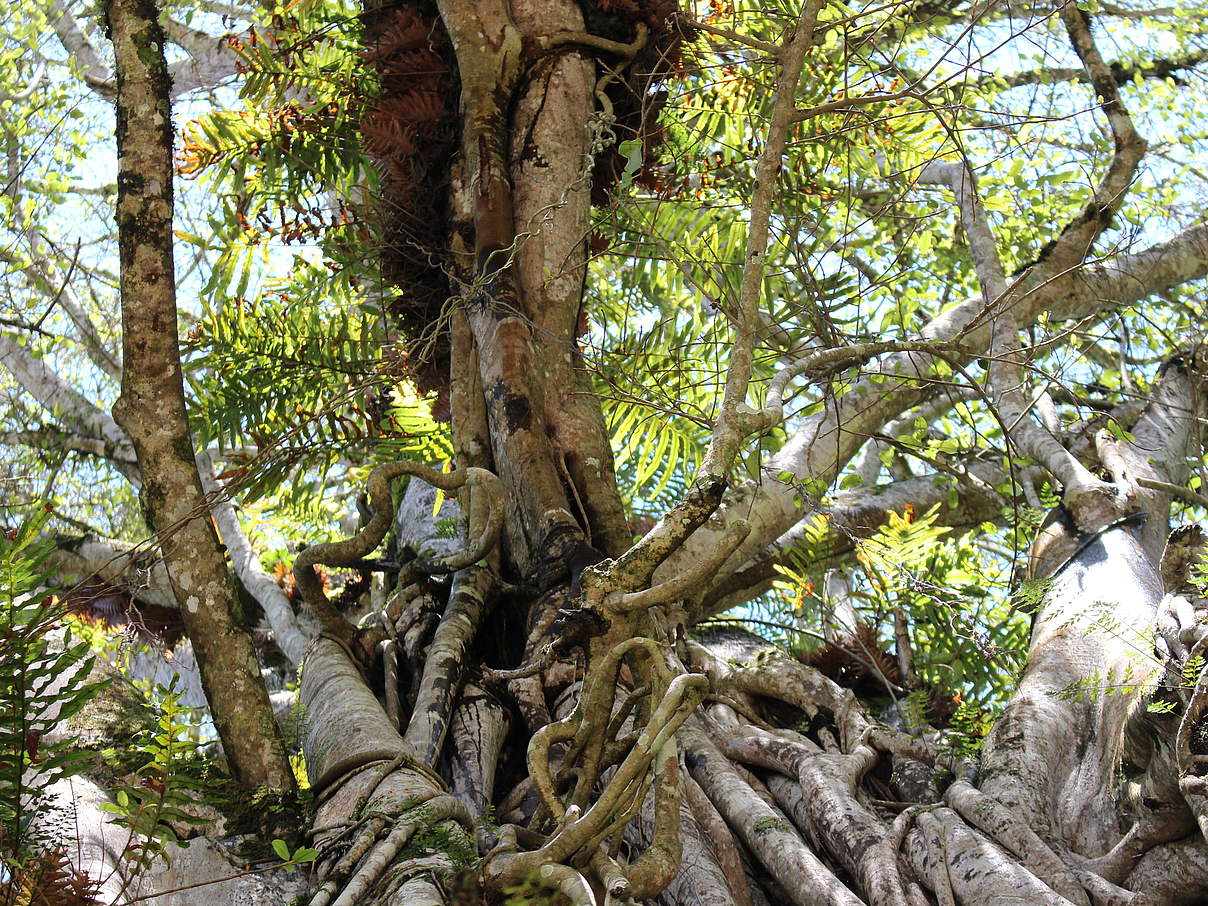 Mehrere hundert Aufsitzerpflanzen (Epiphyten) umschlingen einen Baum © Nina Dohm / WWF