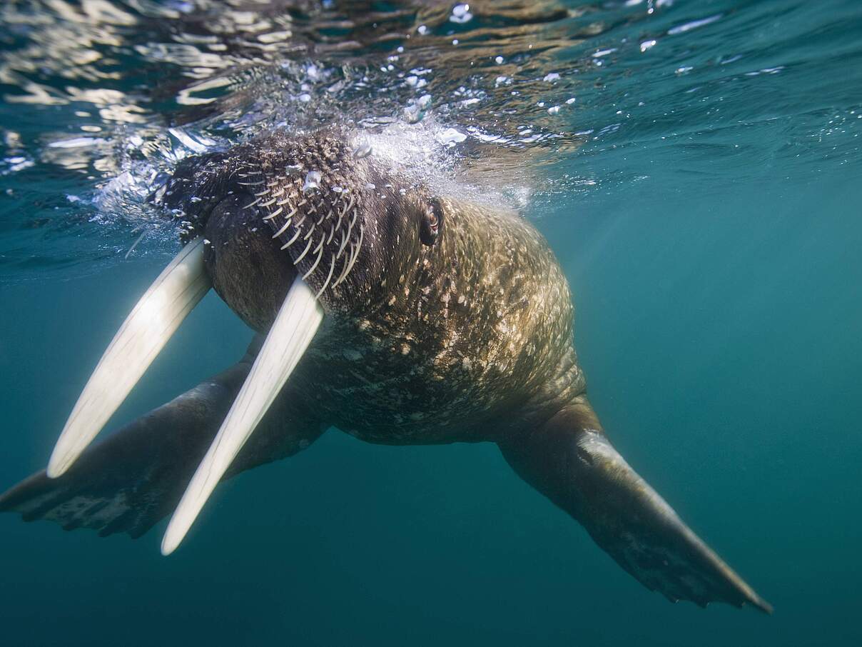 Wozu brauchen Walrosse ihre Stoßzähne? © IMAGO/Paul Souders & Danita Delimont