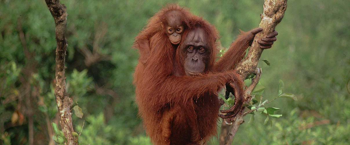 Orang-Utan mit Jungtier © Rob Webster / WWF