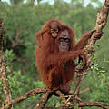 Orang-Utan mit Jungtier © Rob Webster/WWF