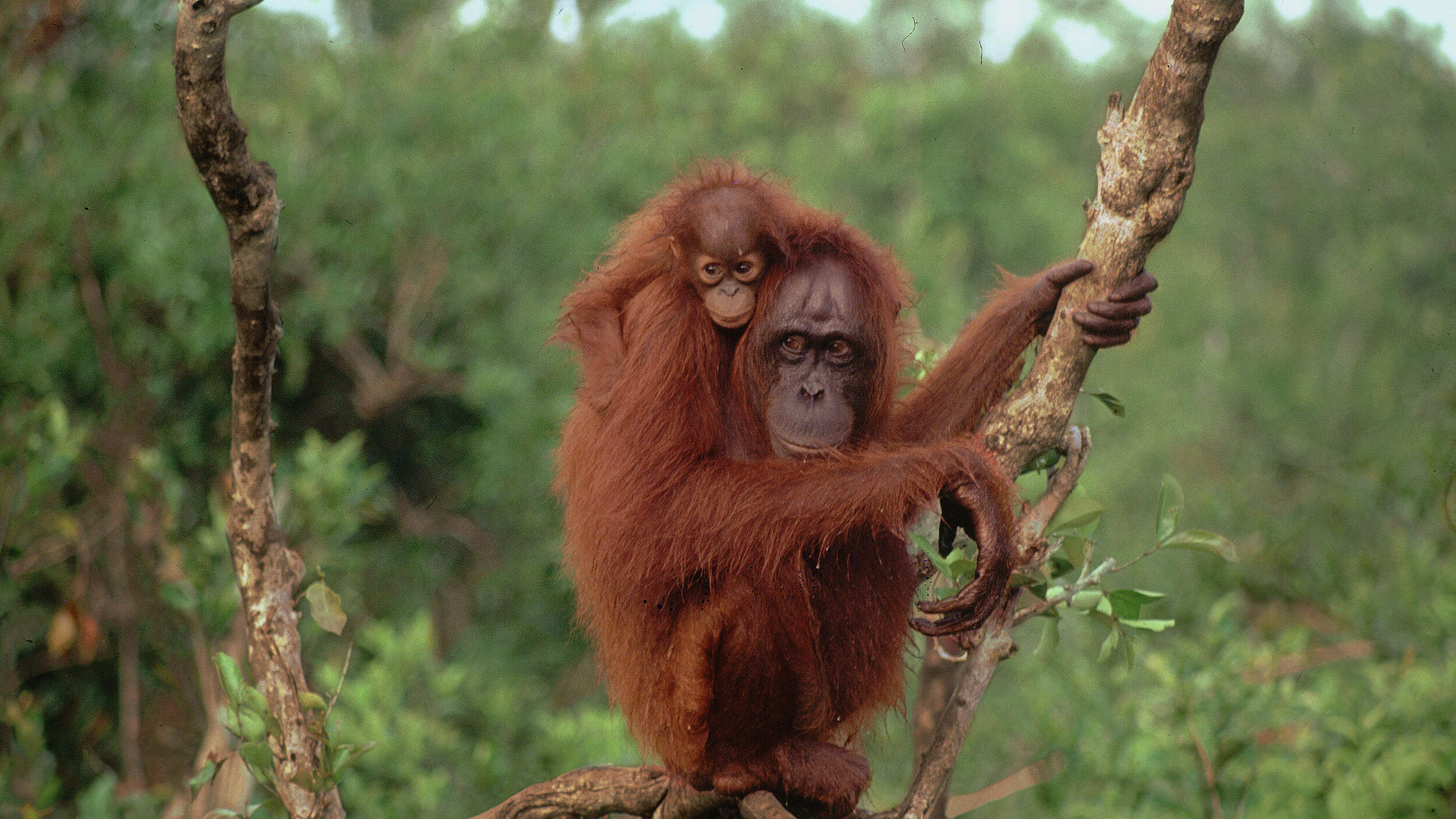 Orang-Utan mit Jungtier © Rob Webster/WWF