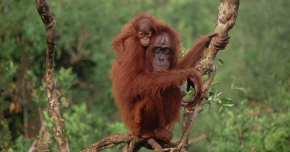 Borneo-Orang-Utans im WWF-Artenlexikon: Zahlen & Fakten | WWF