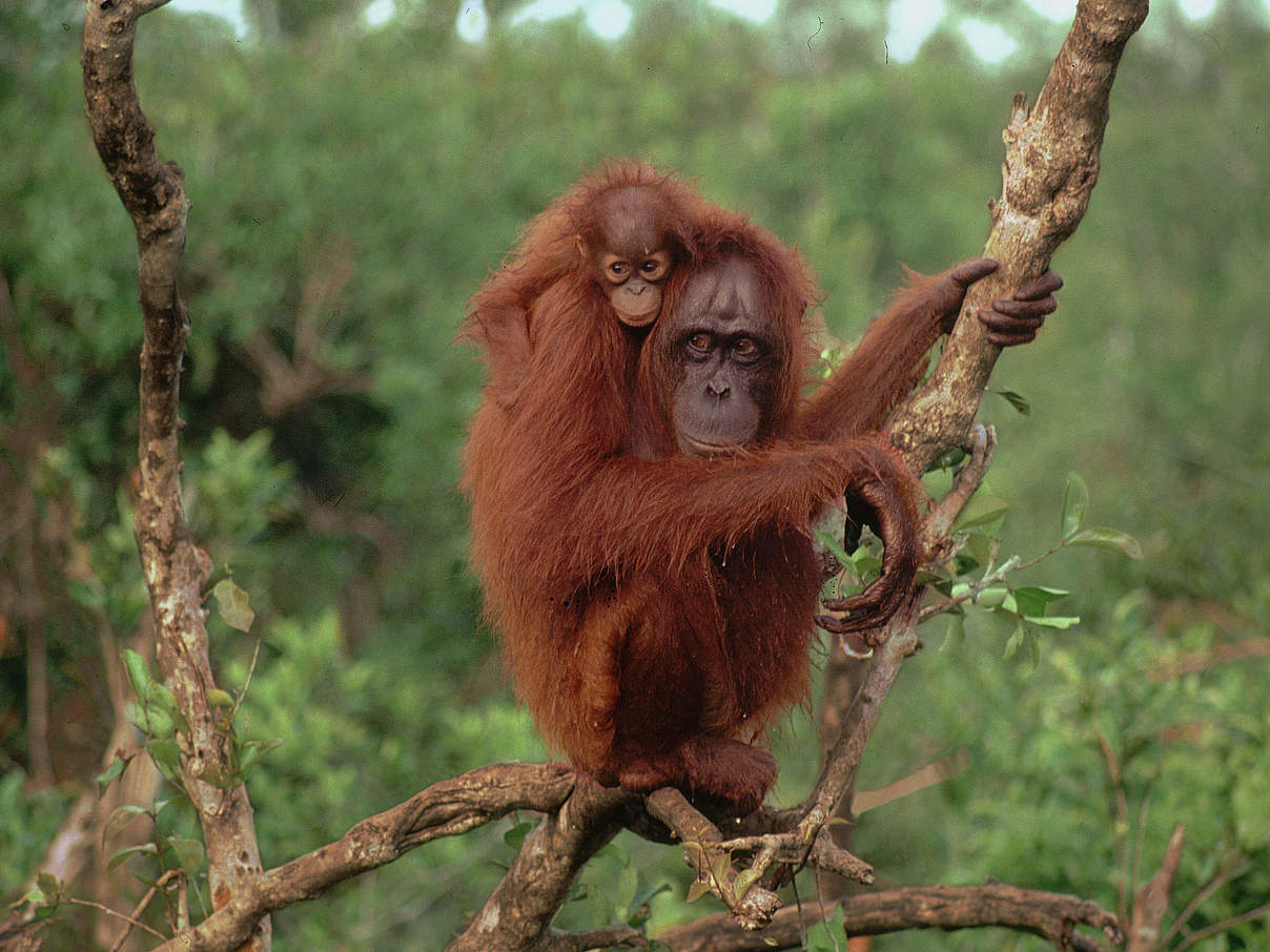 Orang-Utan mit Jungtier © Rob Webster / WWF