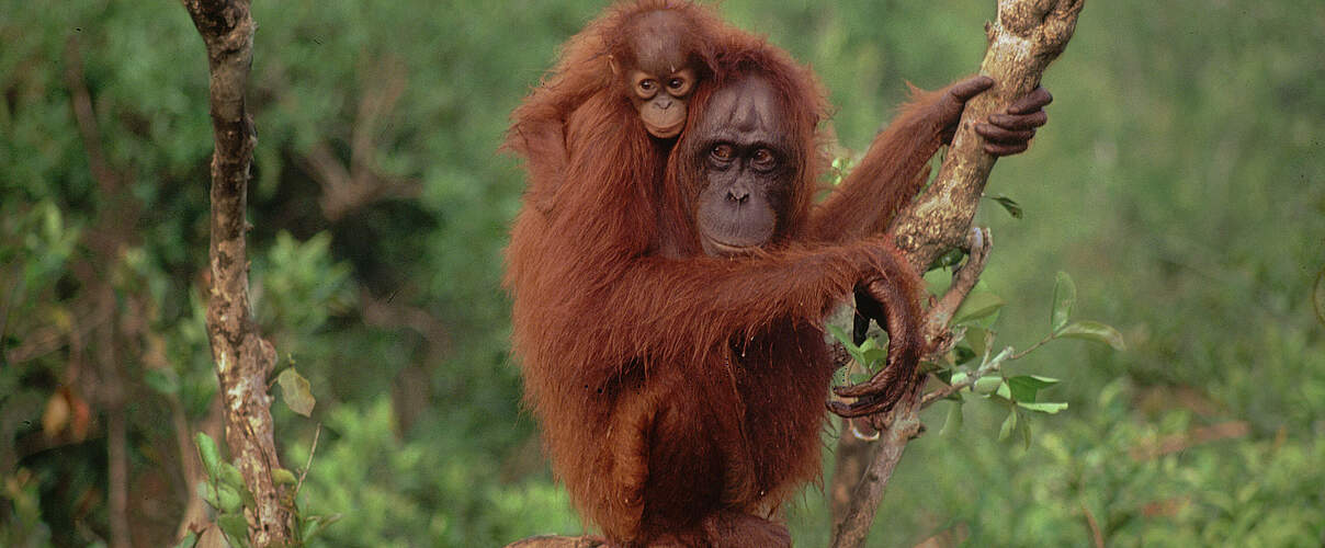Orang-Utan mit Jungtier © Rob Webster/WWF