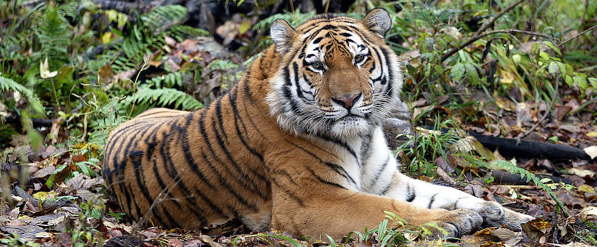 Amur-Tiger © Vladimir Filonov / WWF