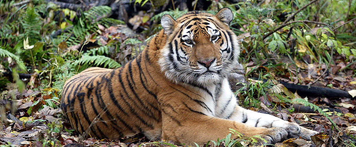 Amur-Tiger © Vladimir Filonov / WWF