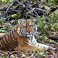 Amur-Tiger © Vladimir Filonov / WWF