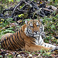 Amur-Tiger © Vladimir Filonov / WWF