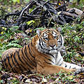 Amur-Tiger © Vladimir Filonov / WWF