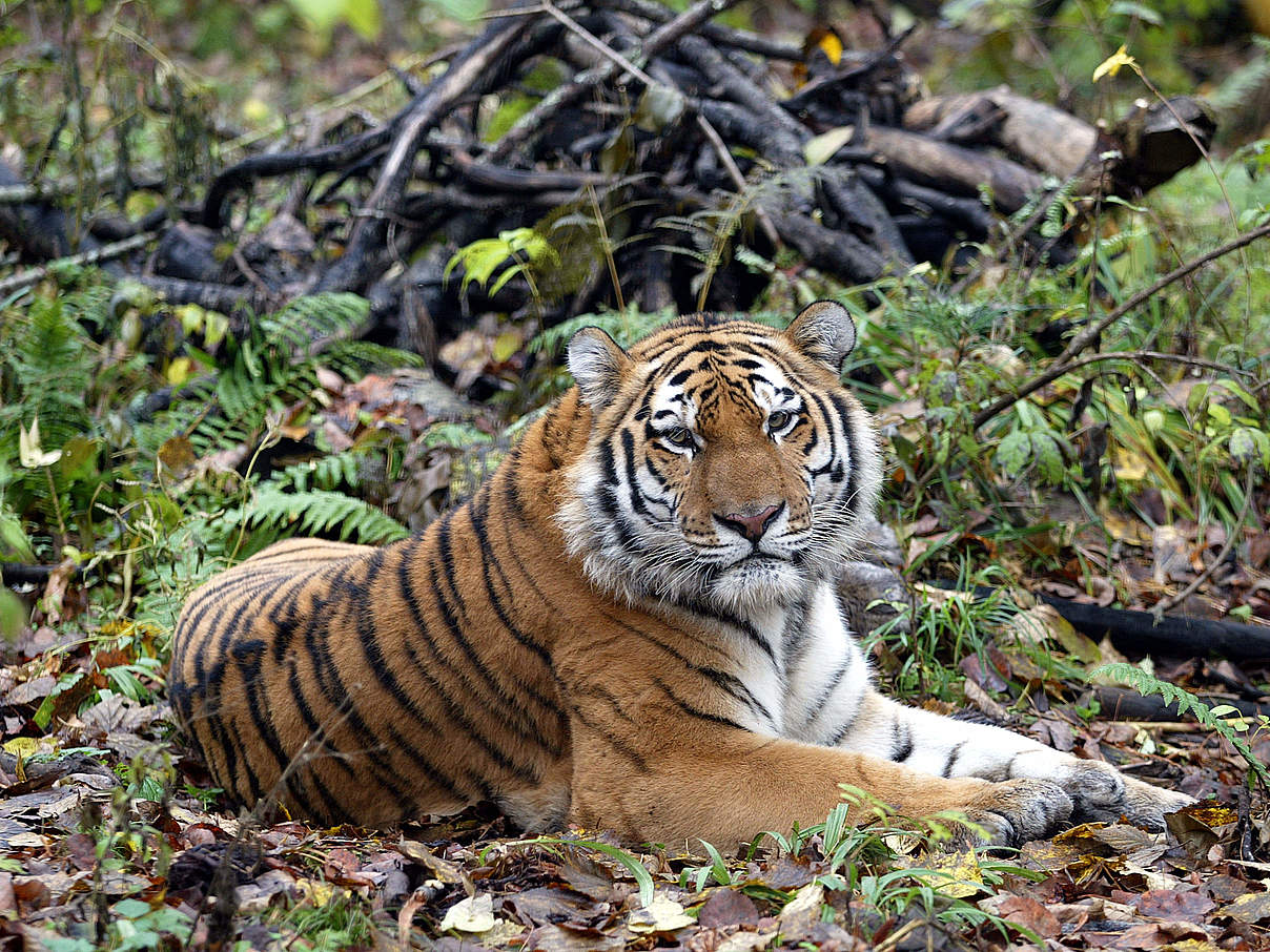 Amur-Tiger © Vladimir Filonov / WWF