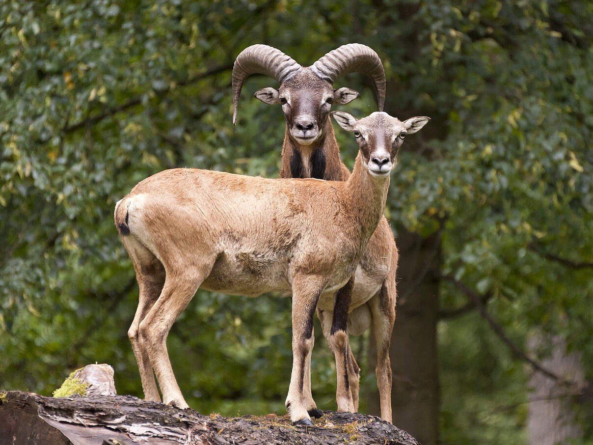 Europäisches Mufflon